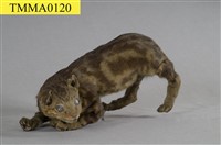 藏品(家貓)的圖片